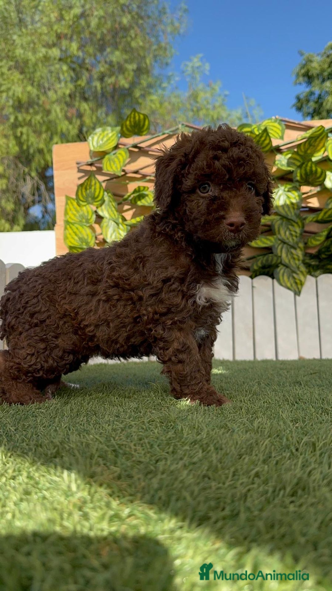 Perro de Agua Español perros en venta: PERRO DE AGUA ESPAÑOL HEMBRA - Imagen 8
