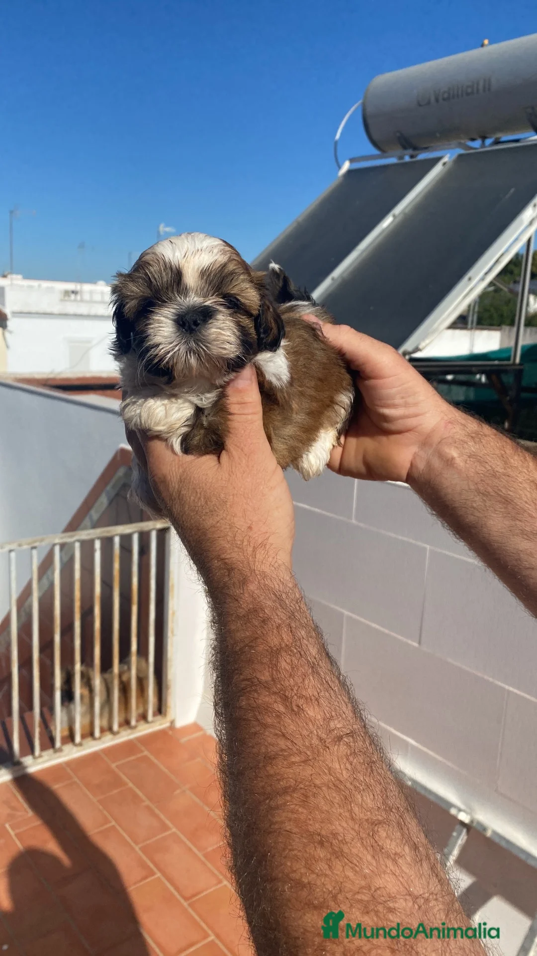 Shih Tzu perros en venta: Tesoros de la Lola  - Anuncio 2