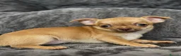 Chihuahua perros en venta: Chihuahuas  - Anuncio 3