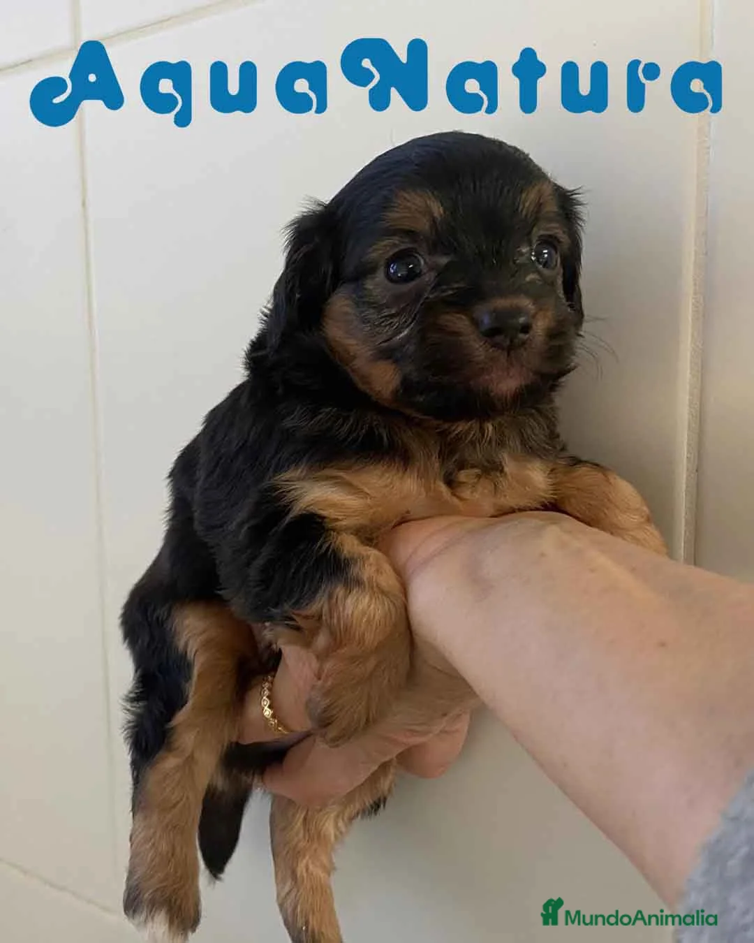 Chihuahua perros en venta: Chihuahua Macho 2 de Reina y Choc AQUANATURA - Anuncio 1