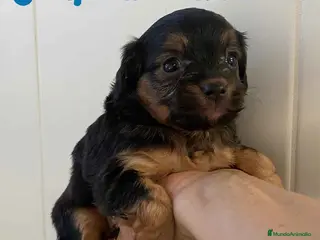 Chihuahua perros Chihuahua Macho 2 de Reina y Choc AQUANATURA - Anuncio 3
