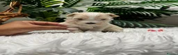 Maltipoo perros en venta: 🎀 MALTIPOO 🎀 - Anuncio 3