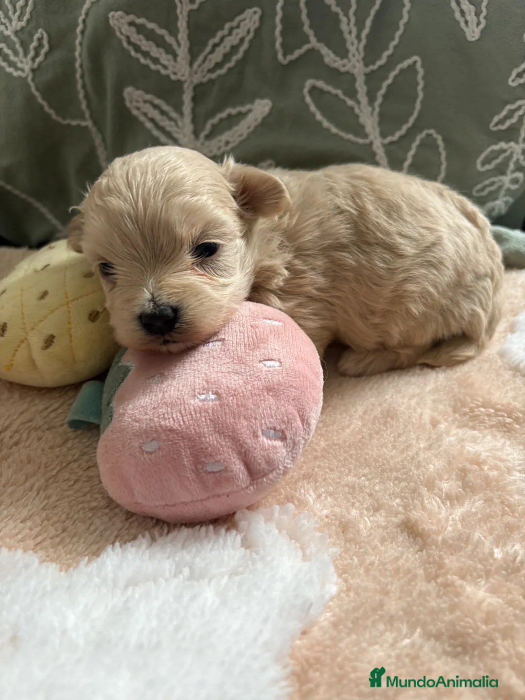 Maltipoo perros en venta: Maltipoo - Anuncio 1
