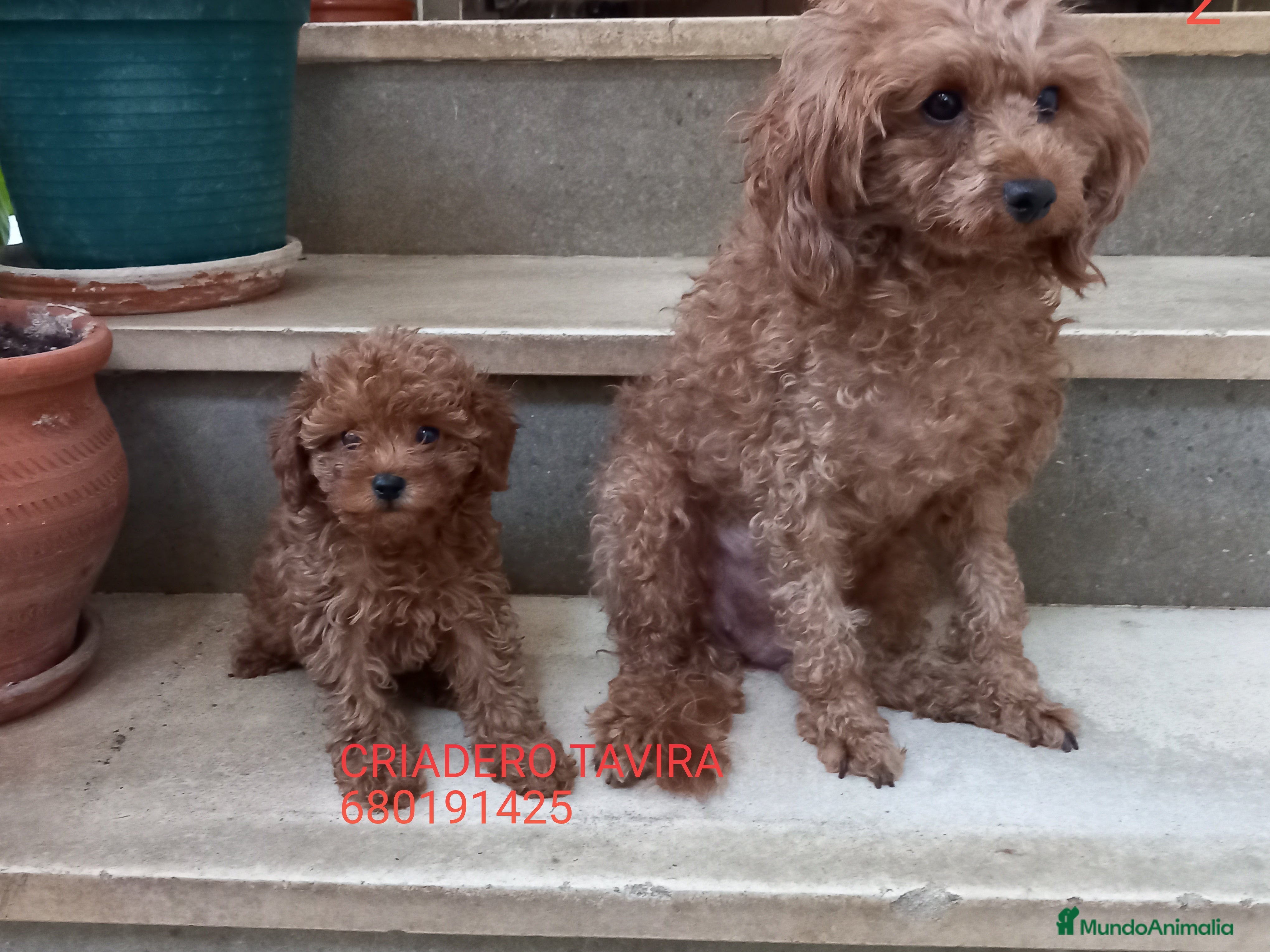 Caniche Toy perros Caniche toy rojo puppy poodle. en Madrid - Anuncio 2