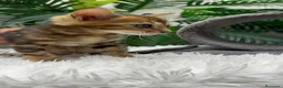 Bengalí gatos en venta: GATITA BENGALI COLOR MARBLE - Anuncio 10