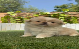 Pekinés perros en venta: PEKINES IMPERIAL HEMBRA 2 - Imagen 3