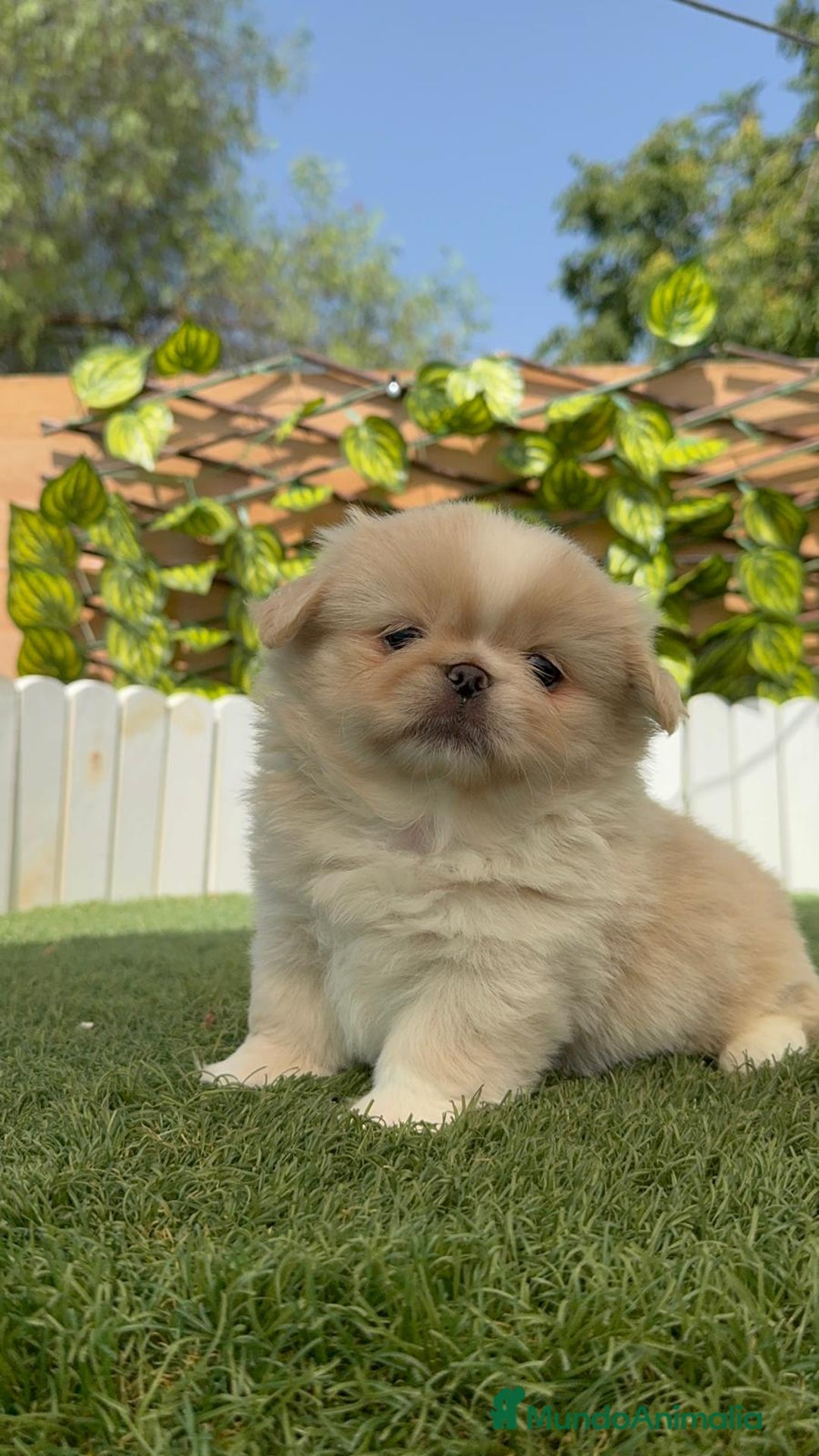 Pekinés perros en venta: PEKINES IMPERIAL HEMBRA 2 - Imagen 3
