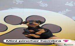 Pinscher Miniatura perros en venta: 🐶 BONITOS MINI PINCHER🐶 - Imagen 1