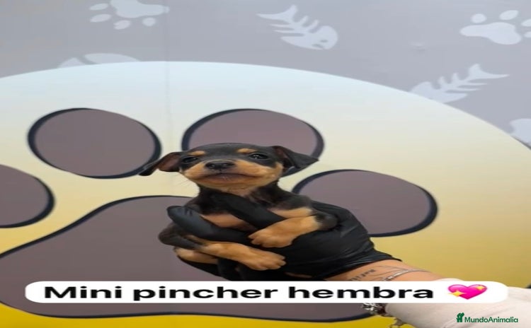 Pinscher Miniatura perros - Anuncio 3