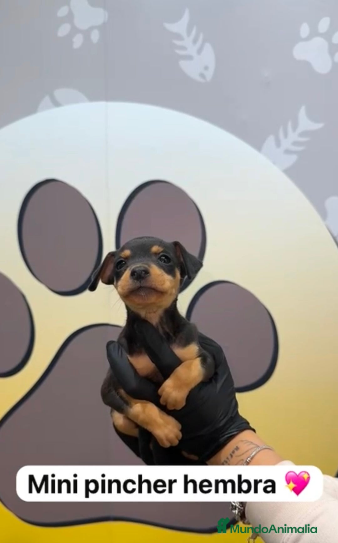 Pinscher Miniatura perros en venta: 🐶 BONITOS MINI PINCHER🐶 - Imagen 1