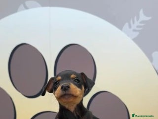 Pinscher Miniatura perros - Anuncio 2