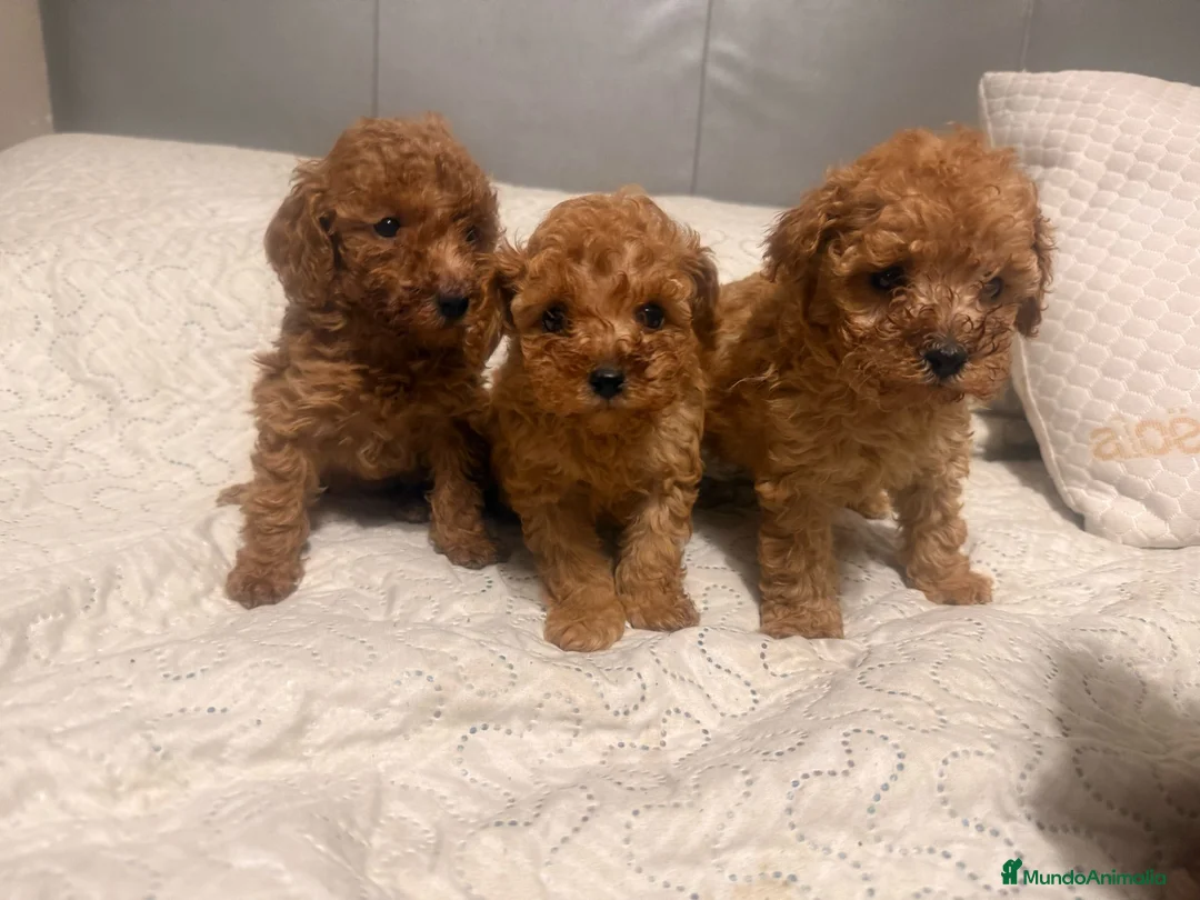 Caniche Toy perros en venta: caniche toy rojo  - Anuncio 1