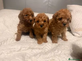 Caniche Toy perros caniche toy rojo - Anuncio 1