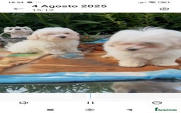 Maltipoo perros en venta: Maltipo calidad y selección  - Imagen 6