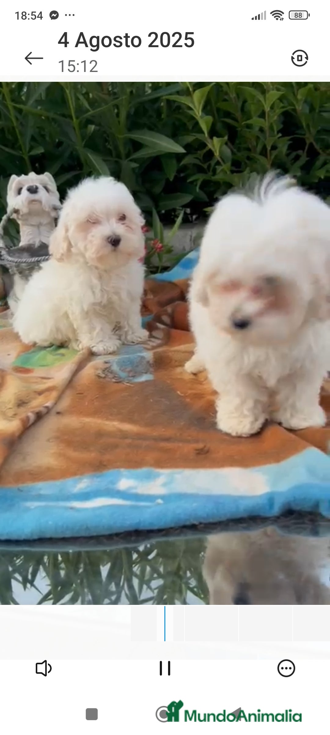 Maltipoo perros en venta: Maltipo calidad y selección  - Imagen 6
