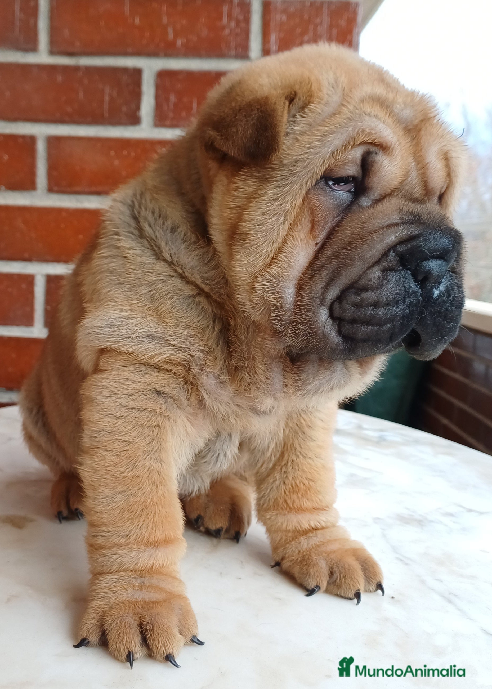 Shar Pei perros EXCELENTE CAMADA DE SHAR PEI - Anuncio 1