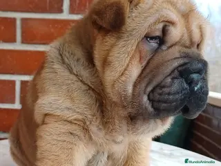 Shar Pei perros EXCELENTE CAMADA DE SHAR PEI - Anuncio 4