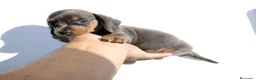 Teckel Miniatura perros en venta: Teckels Miniatura#Calidad, seriedad y seguimiento - Anuncio 30