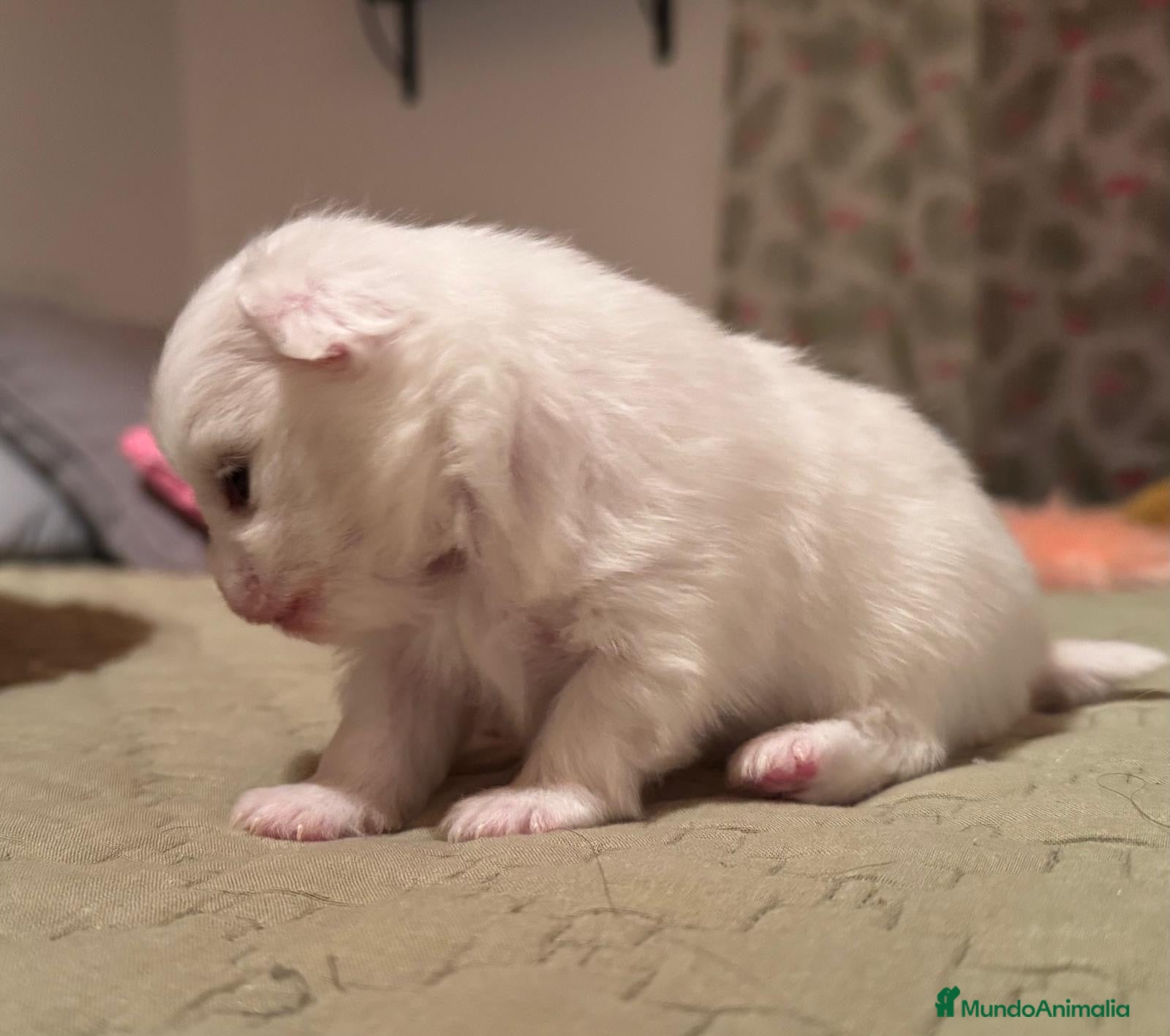 Pomchi perros Pomchi bebés disponibles - Anuncio 2