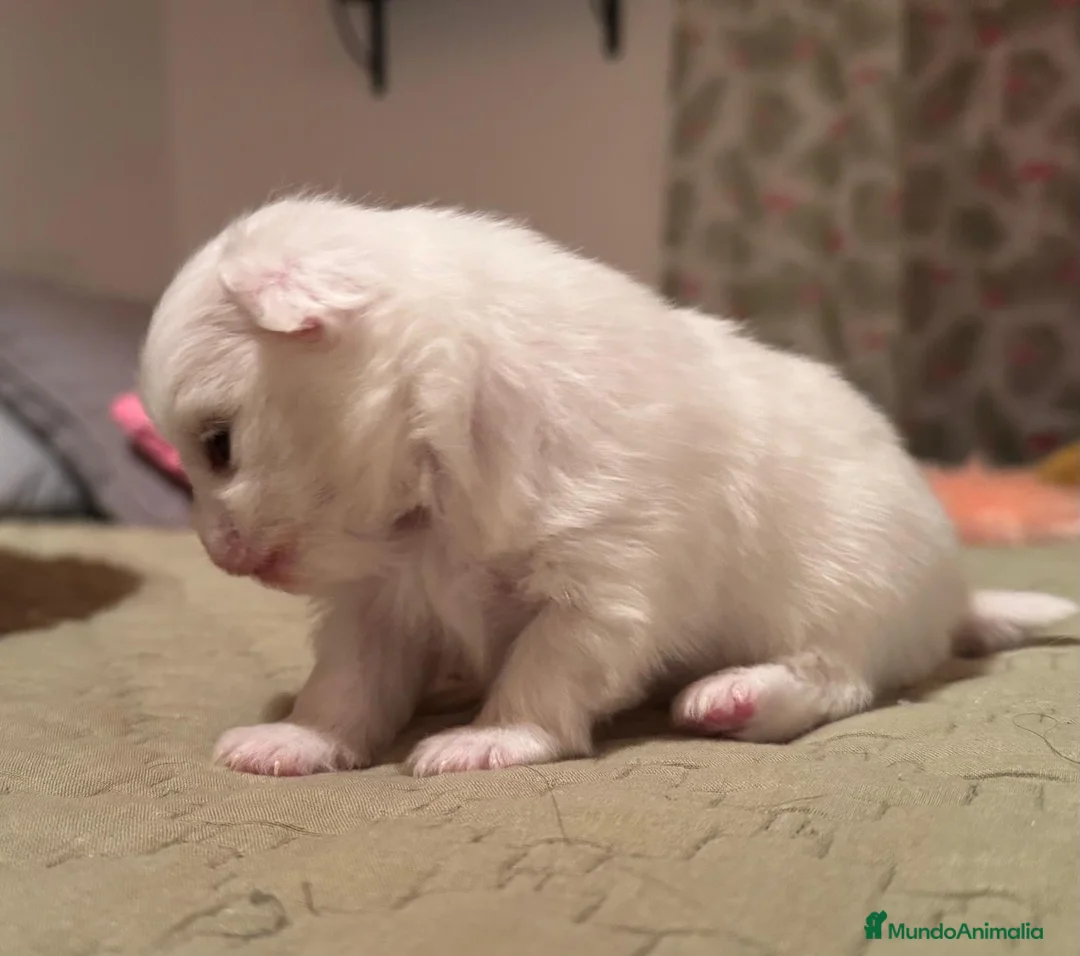 Pomchi perros en venta: Pomchi bebés disponibles - Anuncio 2