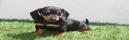 Teckel Miniatura perros en venta: Teckel Miniatura  - Anuncio 11
