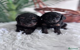 Caniche Toy perros en venta: CANICHE TOY HEMBRA - Imagen 5
