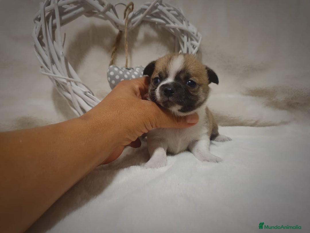 Chihuahua perros en venta: Chiguagua - Imagen 6