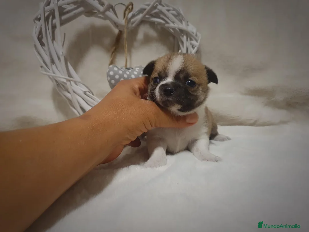 Chihuahua perros en venta: Chiguagua - Anuncio 6