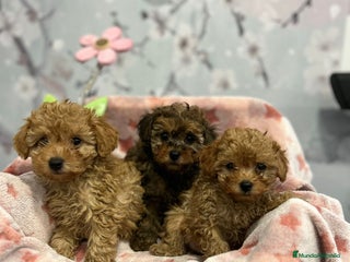 Caniche Toy perros Caniche toy hembra - Anuncio 1