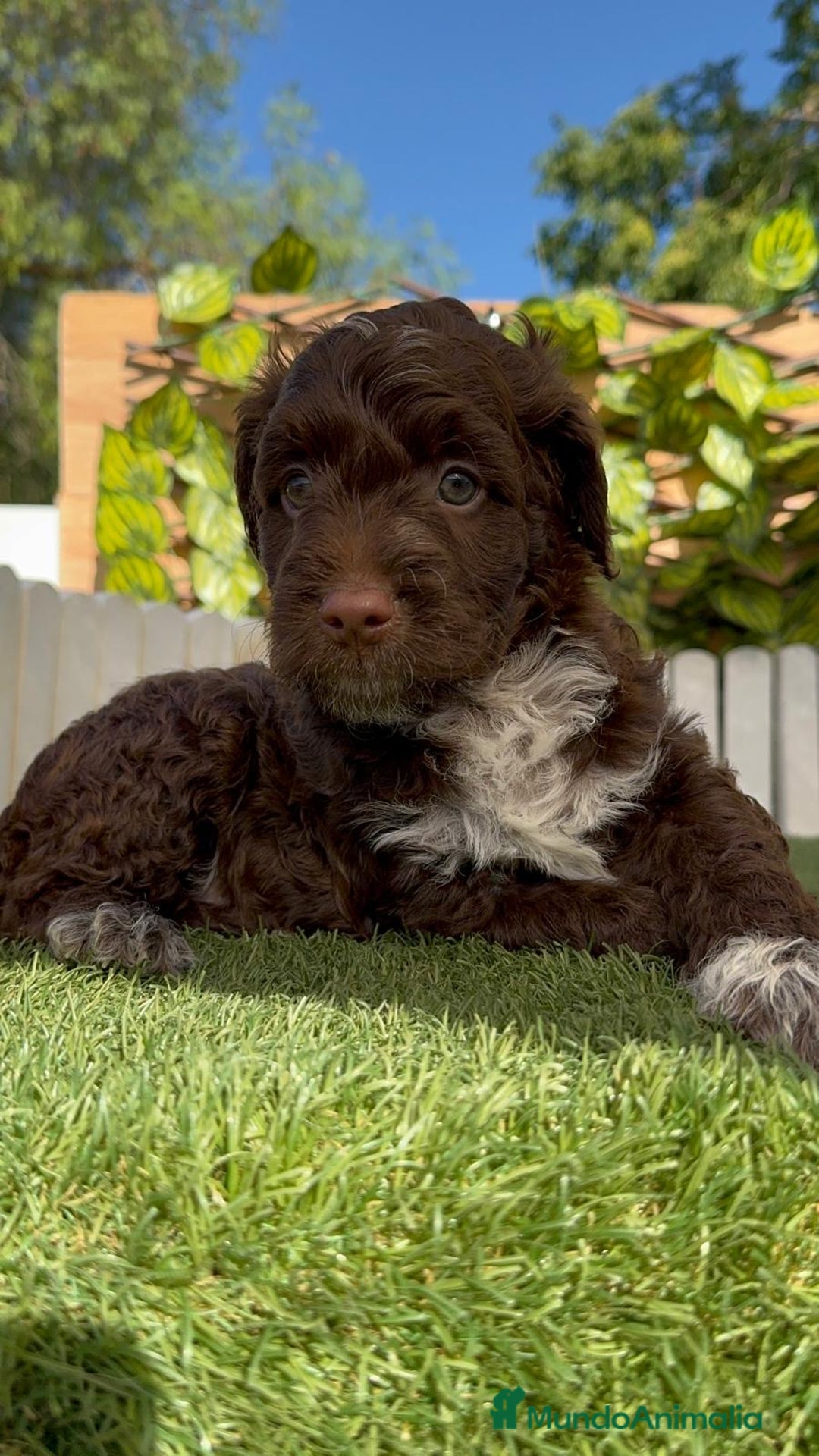 Perro de Agua Español perros en venta: PERRO DE AGUA ESPAÑOL MACHO - Imagen 10