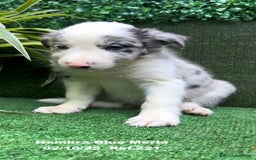 Border Collie perros en venta: Border Collie hembra Blue Merle - Anuncio 19