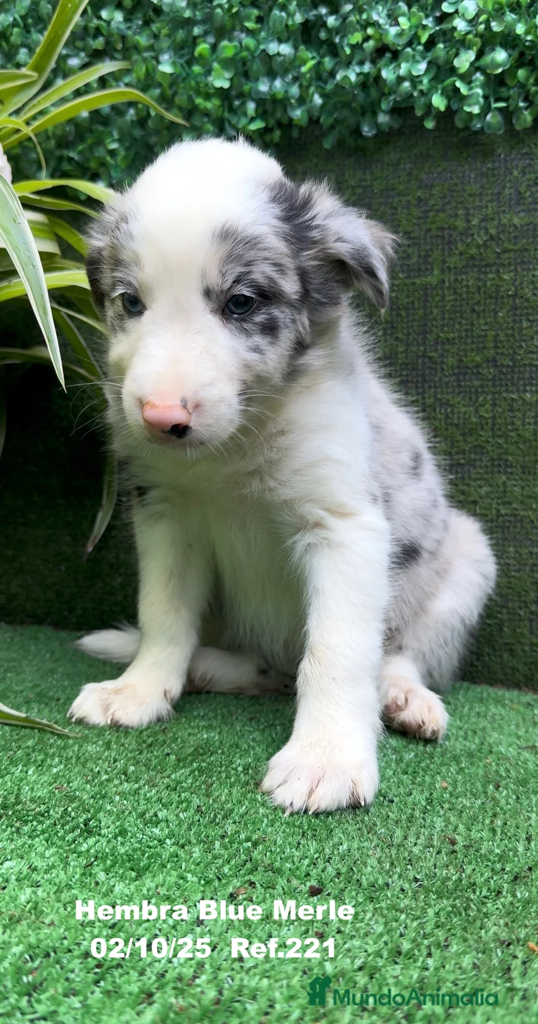 Border Collie perros en venta: Border Collie hembra Blue Merle - Anuncio 19