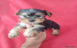 Yorkshire Terrier perros en venta: Yorkshire Terrier Mini  - Imagen 1