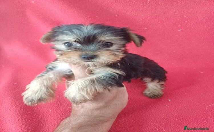 Yorkshire Terrier perros - Anuncio 6