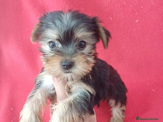 Yorkshire Terrier perros - Anuncio 10