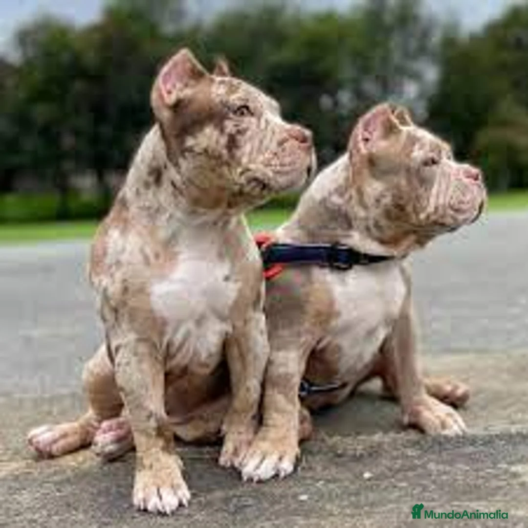 American Pit Bull Terrier perros en venta: AMERICAN PITBULL BLUE , MERLE , LILAC , TRICOLOR en Sevilla - Anuncio 4