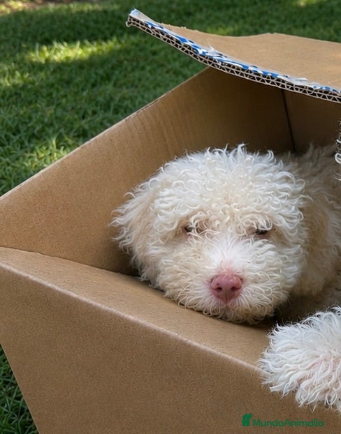 Perro de Agua Español perros Ultimo cachorro de agua ; totalmente blanco - Anuncio 1