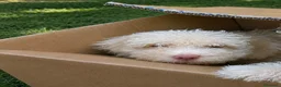 Perro de Agua Español perros en venta: Ultimo cachorro de agua ; totalmente blanco - Anuncio 1