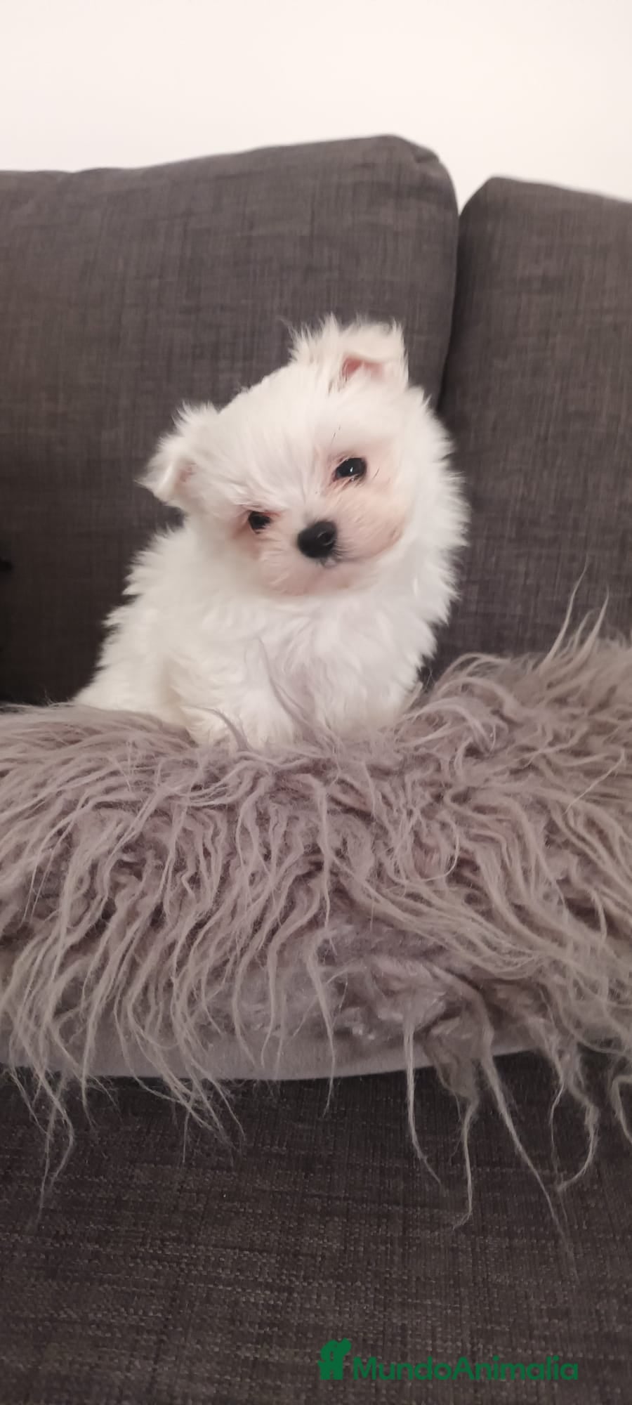 Bichón Maltés perros Bichón Maltés bebés  en Barcelona - Anuncio 27