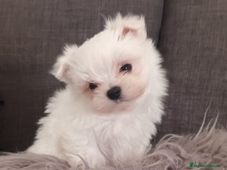 Bichón Maltés perros en Barcelona - Anuncio 33