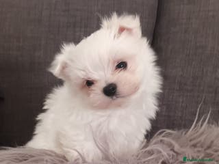 Bichón Maltés perros Bichón Maltés bebés en Barcelona - Anuncio 38