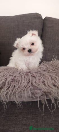 Bichón Maltés perros Bichón Maltés bebés en Barcelona - Anuncio 1