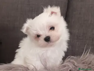 Bichón Maltés perros Bichón Maltés bebés en Barcelona - Anuncio 17