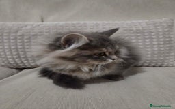 Británico de Pelo Largo gatos en venta: Gatcot.com - Imagen 4