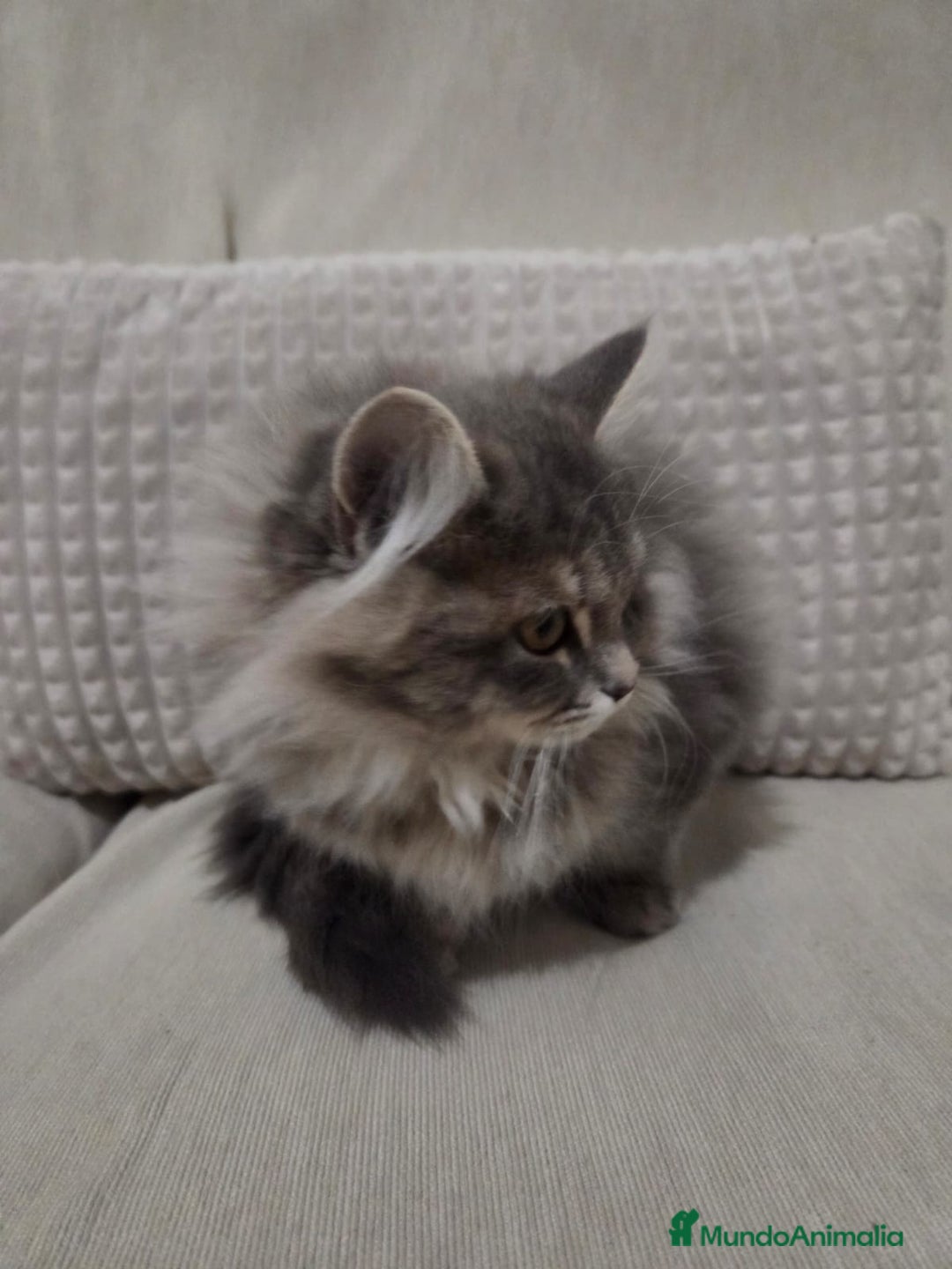 Británico de Pelo Largo gatos en venta: Gatcot.com - Imagen 4