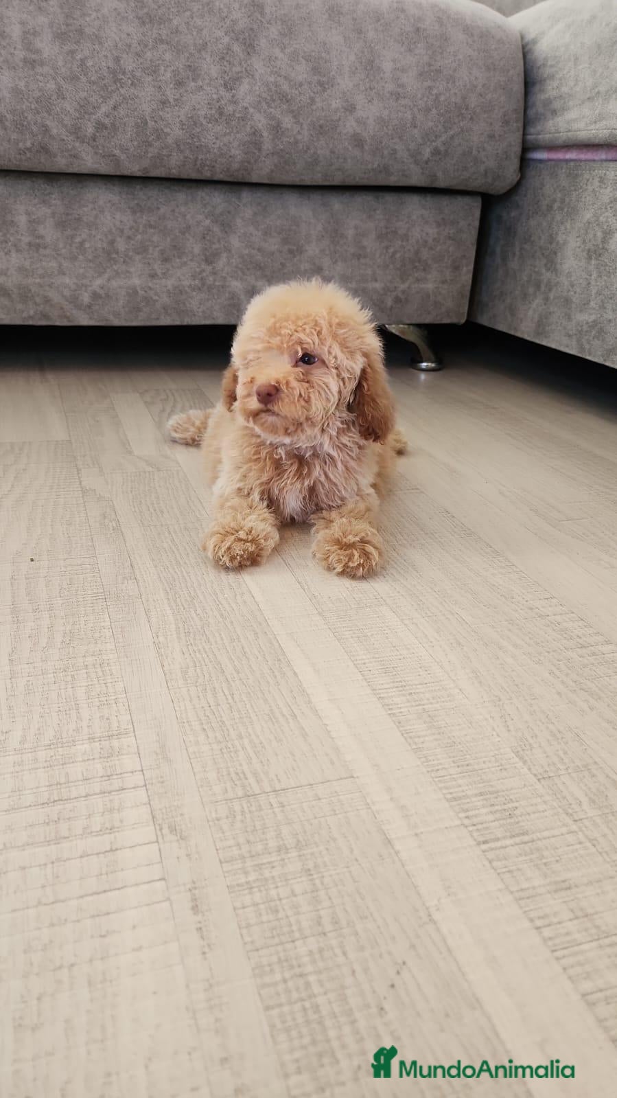 Caniche Toy perros Caniche toy hembra  - Anuncio 1