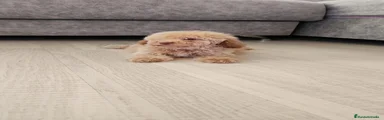 Caniche Toy 1