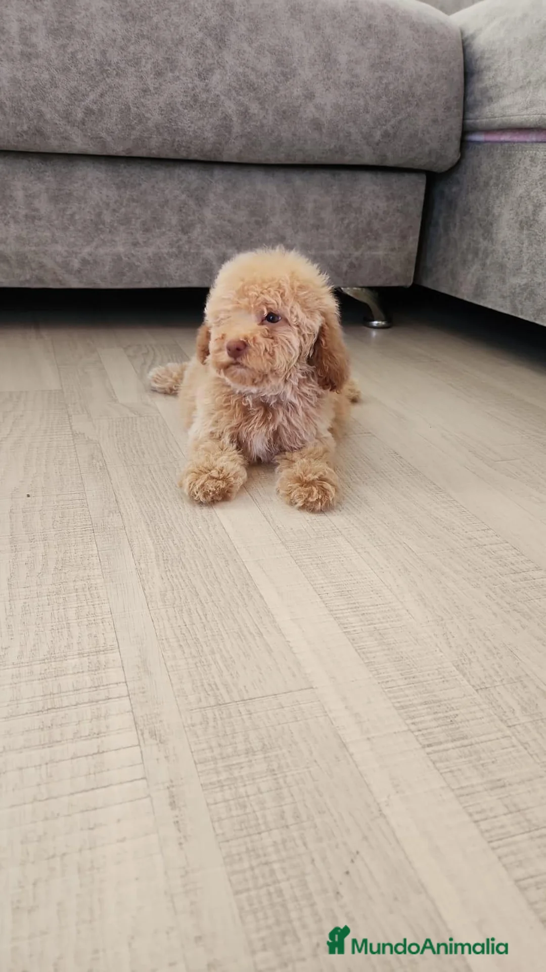 Caniche Toy perros en venta: Caniche toy hembra  - Anuncio 1