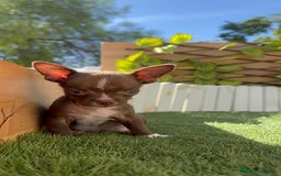 Chihuahua perros en venta: CHIHUAHUA MACHO - Imagen 13