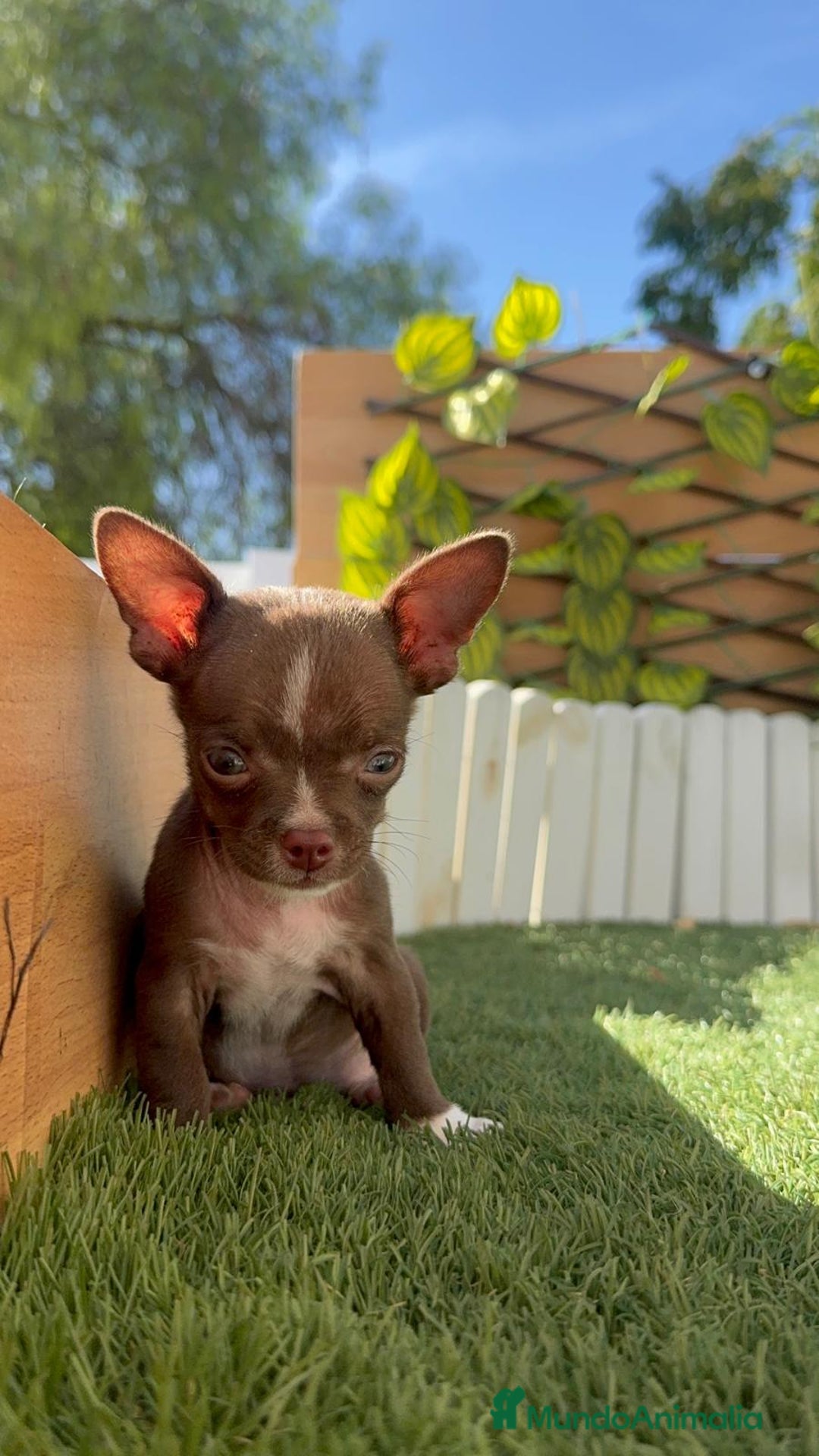 Chihuahua perros en venta: CHIHUAHUA MACHO - Imagen 13